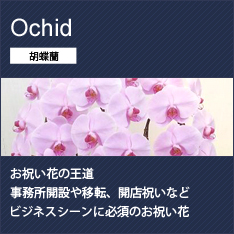 胡蝶蘭 通販 大田区 花屋エルシエロ